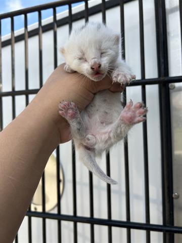 A653378, Baby Domestic Short Hair (medium coat), cat for adoption in Friendswood, Texas