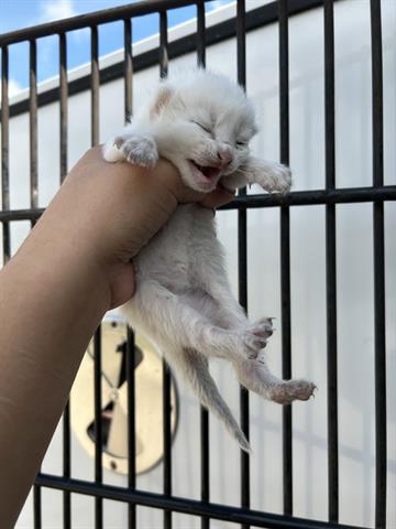 A653379, Baby Domestic Short Hair (medium coat), cat for adoption in Friendswood, Texas
