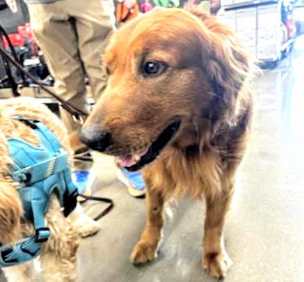 ROCKER, an adoptable Golden Retriever in Houston, TX