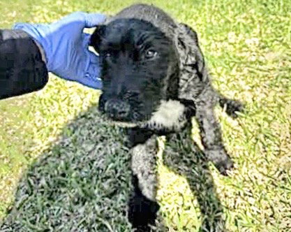 A653455, an adoptable Schnauzer in Houston, TX