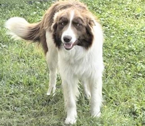 A653448, an adoptable Border Collie in Houston, TX