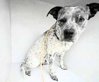 A653465, an adoptable Pointer in Houston, TX