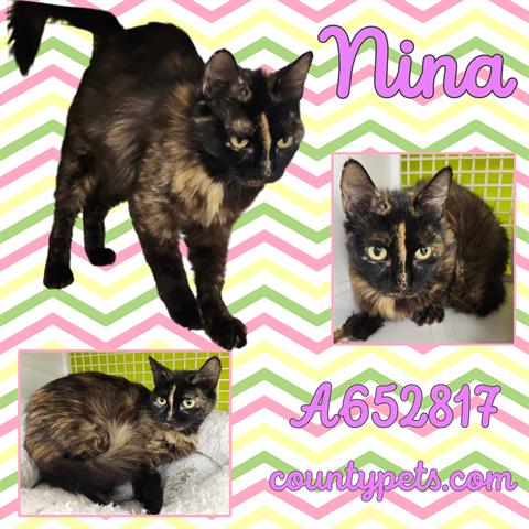 NINA, Young Domestic Short Hair (medium coat), cat for adoption in Friendswood, Texas