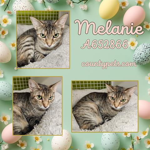 MELANIE, Young Domestic Short Hair (short coat), cat for adoption in Friendswood, Texas