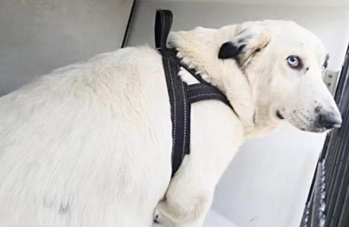 RILEY ANNE, an adoptable Anatolian Shepherd in Houston, TX