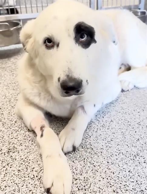 RILEY ANNE, an adoptable Anatolian Shepherd in Houston, TX