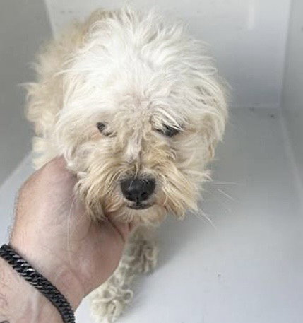 A653530, an adoptable Maltese in Houston, TX
