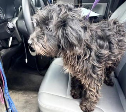 A653532, an adoptable Miniature Schnauzer in Houston, TX