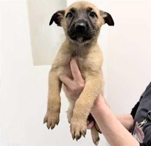 MAESTRO, an adoptable Labrador Retriever in Houston, TX