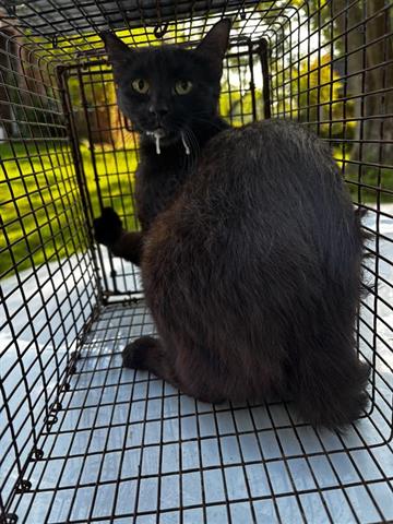 A653578, Adult Domestic Short Hair (short coat), cat for adoption in Friendswood, Texas