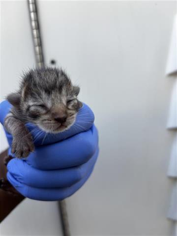 A653580, Baby Domestic Short Hair (short coat), cat for adoption in Friendswood, Texas