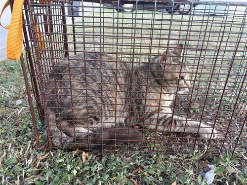 A653582, Adult Domestic Short Hair (medium coat), cat for adoption in Friendswood, Texas