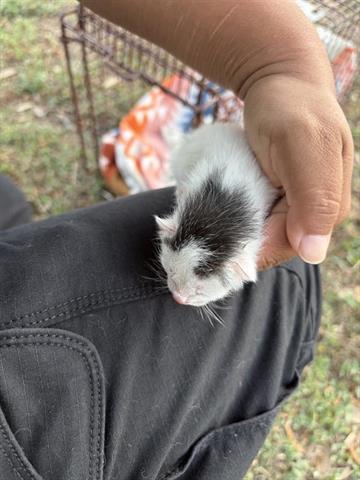 A653586, Baby Domestic Short Hair (medium coat), cat for adoption in Friendswood, Texas