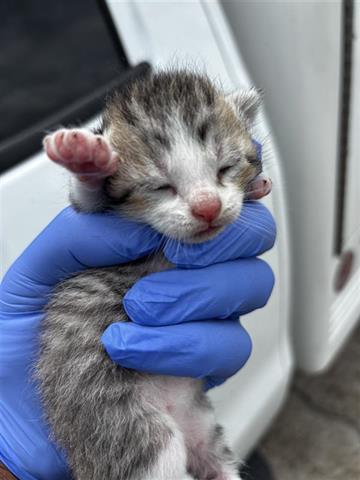 A653630, Baby Domestic Short Hair (short coat), cat for adoption in Friendswood, Texas
