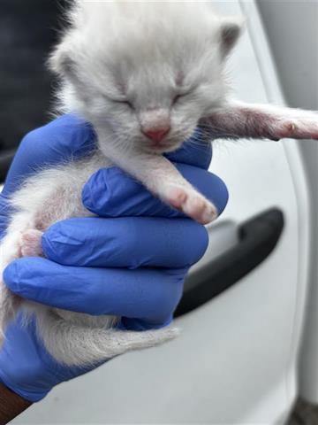 A653631, Baby Domestic Short Hair (short coat), cat for adoption in Friendswood, Texas