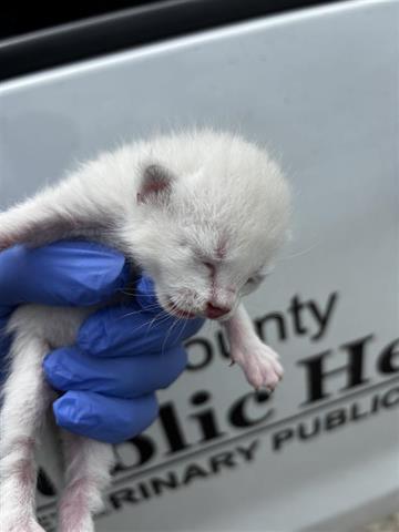 A653632, Baby Domestic Short Hair (short coat), cat for adoption in Friendswood, Texas