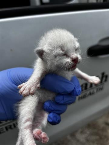 A653634, Baby Domestic Short Hair (short coat), cat for adoption in Friendswood, Texas