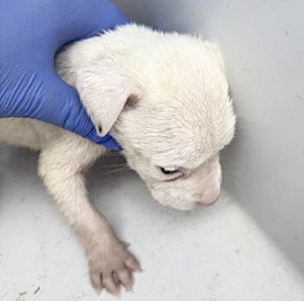 A653643, an adoptable Pit Bull Terrier in Houston, TX
