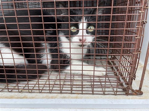 A653679, Young Domestic Short Hair (short coat), cat for adoption in Friendswood, Texas