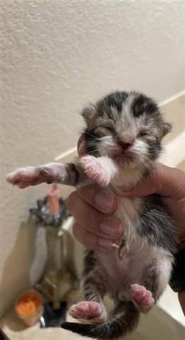 A653680, Baby Domestic Short Hair (short coat), cat for adoption in Friendswood, Texas