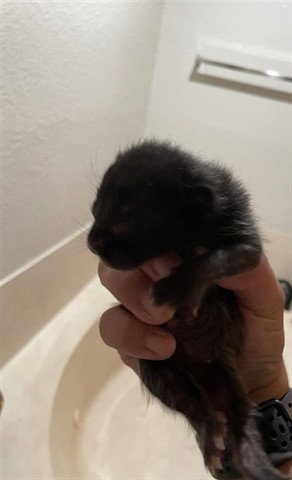 A653682, Baby Domestic Short Hair (short coat), cat for adoption in Friendswood, Texas