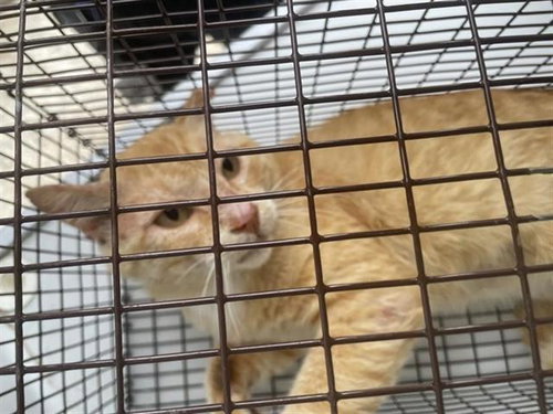 A653684, Adult Domestic Short Hair (short coat), cat for adoption in Friendswood, Texas