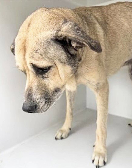 GUNNER, an adoptable German Shepherd Dog in Houston, TX