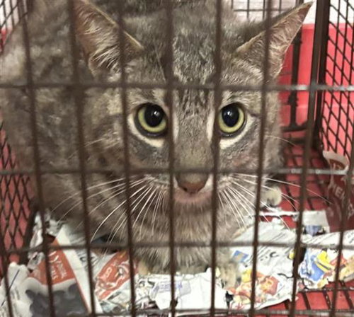 A653688, an adoptable Domestic Short Hair in Houston, TX