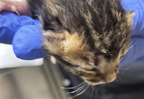 A653692, an adoptable Domestic Short Hair in Houston, TX