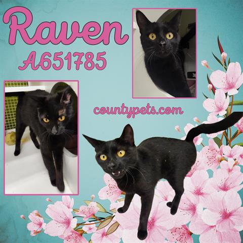 RAVEN, Young Domestic Short Hair (short coat), cat for adoption in Friendswood, Texas