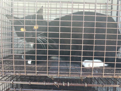 A653769, Adult Domestic Medium Hair (medium coat), cat for adoption in Friendswood, Texas