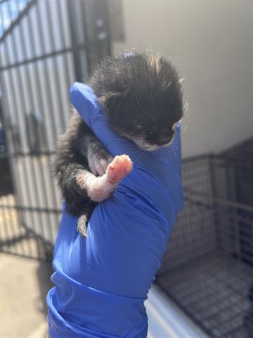 A653770, Baby Domestic Medium Hair (medium coat), cat for adoption in Friendswood, Texas