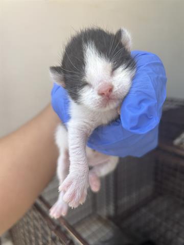 A653771, Baby Domestic Medium Hair (medium coat), cat for adoption in Friendswood, Texas