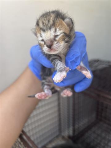 A653772, Baby Domestic Medium Hair (medium coat), cat for adoption in Friendswood, Texas