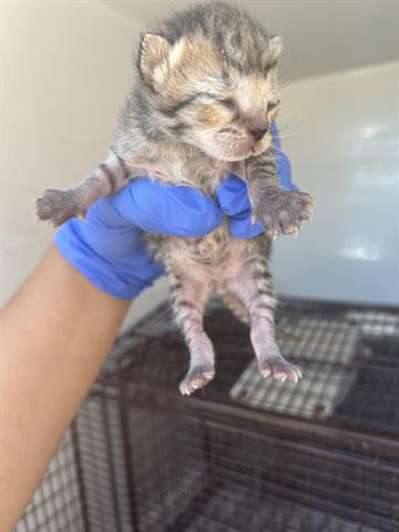 A653773, Baby Domestic Medium Hair (medium coat), cat for adoption in Friendswood, Texas