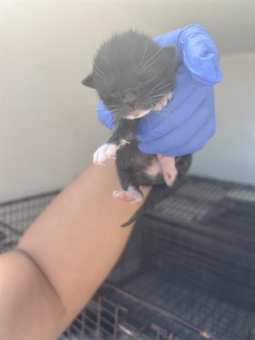 A653774, Baby Domestic Medium Hair (medium coat), cat for adoption in Friendswood, Texas
