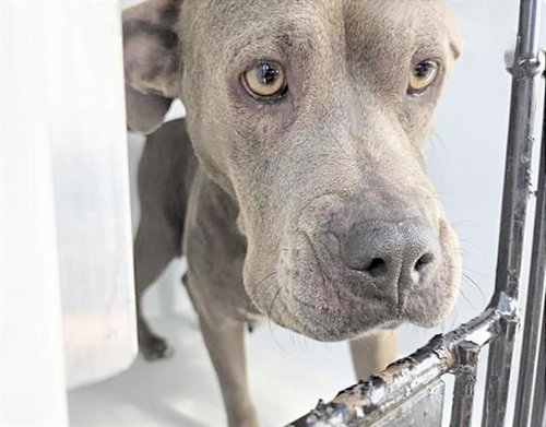picture of the dog needing adoption