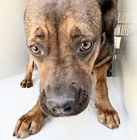 A653802, an adoptable Redbone Coonhound in Houston, TX