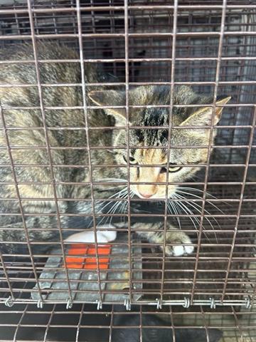 A653720, Adult Domestic Short Hair / Mixed (medium coat), cat for adoption in Friendswood, Texas