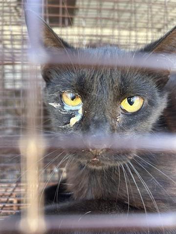 A653825, Young Domestic Short Hair / Mixed (short coat), cat for adoption in Friendswood, Texas