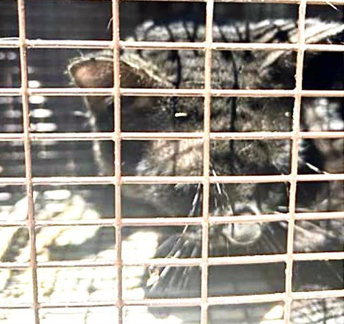 A653828, Adult Domestic Short Hair / Mixed (short coat), cat for adoption in Friendswood, Texas