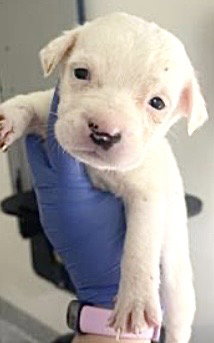 A653850, an adoptable Pointer in Houston, TX