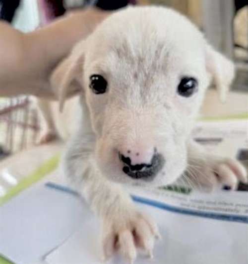 A653850, an adoptable Pointer in Houston, TX