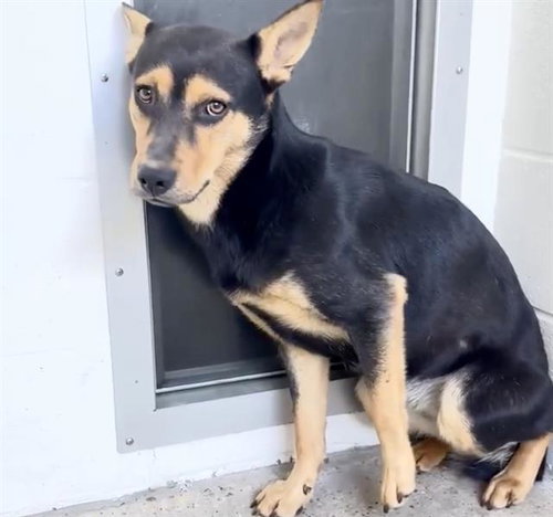 DANIELLA, an adoptable German Shepherd Dog in Houston, TX