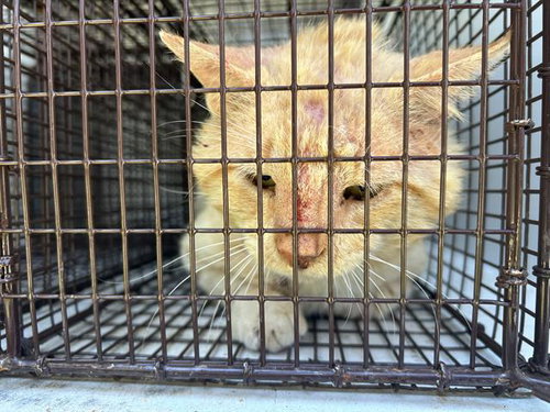 A653884, Adult Domestic Short Hair (medium coat), cat for adoption in Friendswood, Texas