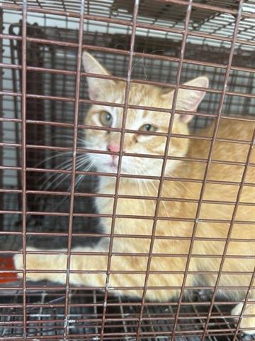 A653902, Adult Domestic Short Hair / Mixed (short coat), cat for adoption in Friendswood, Texas