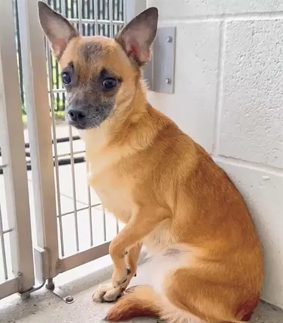 Maple - Chihuahua