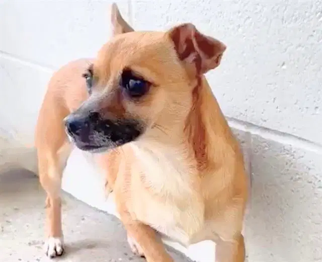 Amaya - Chihuahua