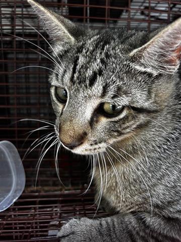 A653933, Young Domestic Short Hair (short coat), cat for adoption in Friendswood, Texas