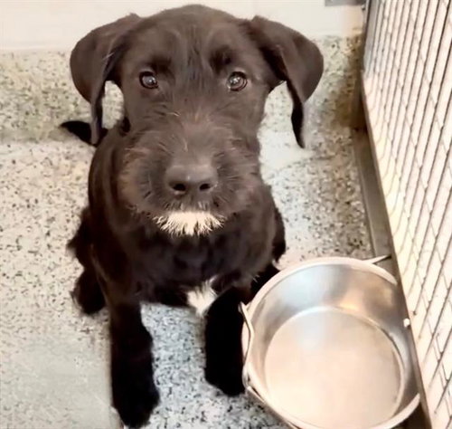 HEIDI, an adoptable Schnauzer in Houston, TX